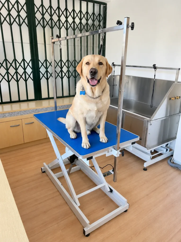 Labrador sentado na mesa de tosquia da Bolas de Pelo, com a banheira ao fundo